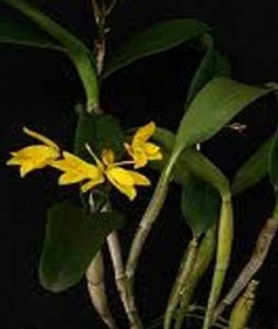 Cattleya aurantiaca var. “Citronella”