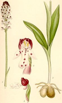 orquideas historia