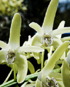 Dendrobium especiosum var. Hilli