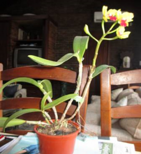 Cattleya Mini Kencolor (C. Madison Green x C. luteola)