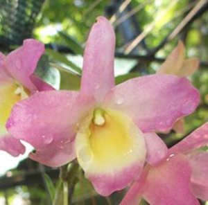 Dendrobium Mini Raimbow "Miss Pink"