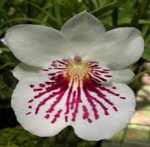 Miltoniopsis phalaenopsis 