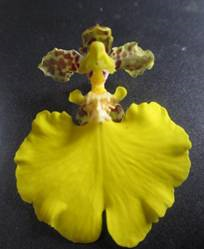 Oncidium bifolium var. majus (NOA)