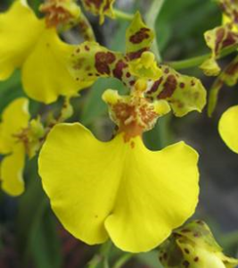 Oncidium bifolium var. tipo x O. bifolium var majus (NOA)