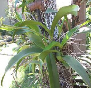 Oncidium bifolium var. tipo x O. bifolium var majus (NOA) planta