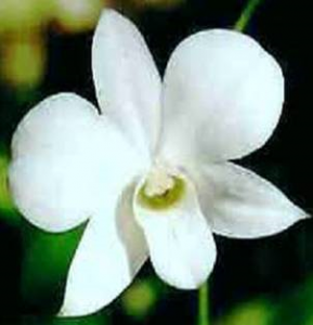 D. bigibbum var. Phalaenopsis alba