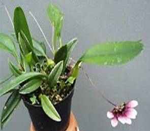 flabellovermo (planta)
