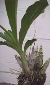 C. pileatum planta