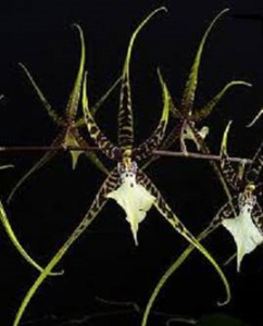 Brassia híbrida