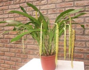 Dendrochilum magnum (planta)